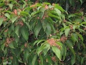 ����Ƥ�Ĺ�Ч������ ����Ƥ���÷�����