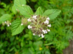 �ݱ����Ƿ�Ĺ�Ч������ �ݱ����Ƿ��÷�����