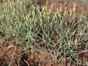 ����ݵĹ�Ч������ ����ݵ��÷�����