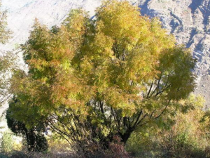 ����ľ�Ĺ�Ч������ ����ľ��ҩ������