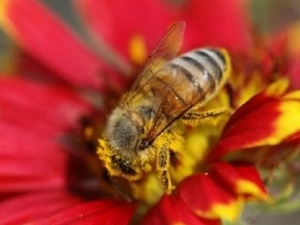 �仨�۵Ĺ�Ч������ �仨����ô��