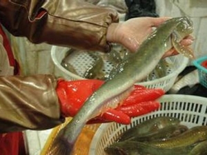 ɳ�����Ӫ����ֵ ɳ�����ʳ�÷���