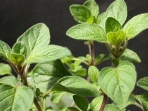 ţ���Ĺ�Ч������ ţ���ĸ���