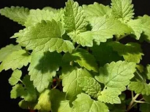 ������ң������ ������ң����Ч ������ң����������