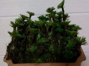 ��������ݵĹ�Ч������ ��������ݵ�ҩ������