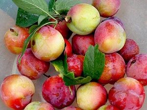 �ļ�������ʲô�� �ļ�������ע������