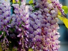 紫藤花的功效与作用 紫藤花的食用价值