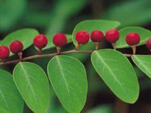 ����Ҷ��_����Ҷ���Ĺ�Ч|�÷�����