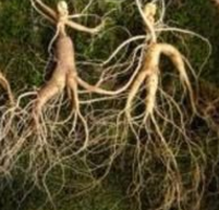 ������_�����εĹ�Ч|��������