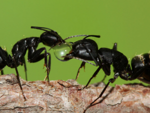 ������_�����ϵĹ�Ч|�÷�����