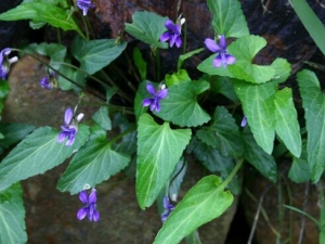 ����ͷ�ݵĹ�Ч������