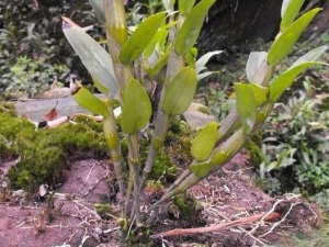 ����ʯ���Ĺ�Ч������ ����ʯ���ļ��𷽷�