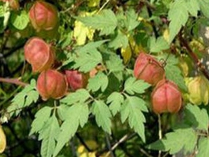 �׻������Ĺ�Ч������