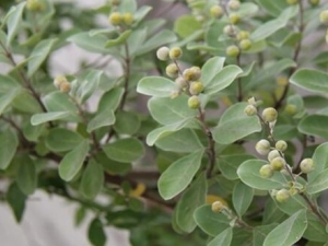 ������Ҷ�Ĺ�Ч������ ������Ҷ���÷�����