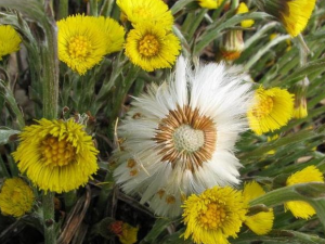 ����Ĺ�Ч������ ����Ļ�ѧ��ҵ