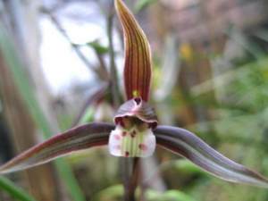 �ڻ���_�ڻ��µĹ�Ч|��������