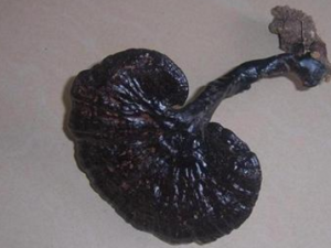 ��֥_��֥�Ĺ�Ч|��������