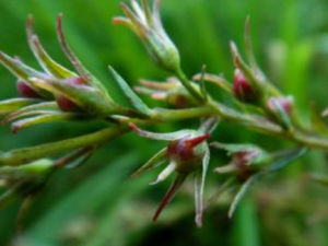 ���������_��������˵Ĺ�Ч|�÷�