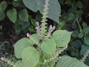 ����ɢ���� ����ɢ��Ч ����ɢ��������