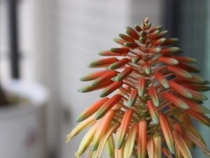 «�����Ĺ�Ч������ «�����ĸ���