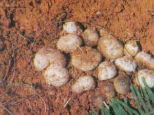 �������_��������Ĺ�Ч|�÷�����