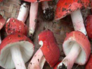 �ں칽_�ں칽�Ĺ�Ч����|�÷�����