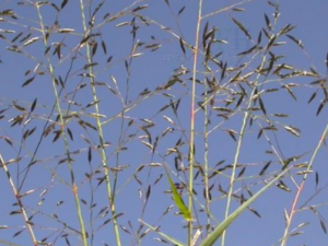 ���뻭ü��_���뻭ü�ݵĹ�Ч|�÷�����