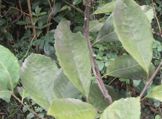 【图片】白猪栗的功效与作用|白猪栗的附方