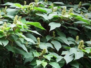 ɽ������Ĺ�Ч������ ɽ������ĸ���