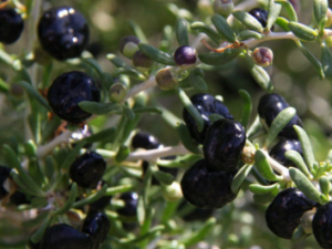 �ڹ�����ɢ_+�ڹ�����ɢ�Ĺ�Ч|�÷�����