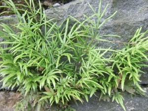 ���߲ݵĹ�Ч������ ���߲ݵ��÷�����