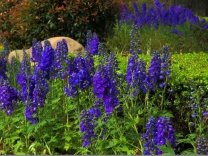 ����ݵĹ�Ч������ ����ݵ�ҩ������