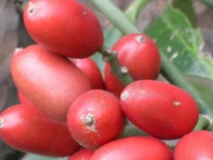 ��Ű���Ĺ�Ч������ ��Ű���ĸ�������