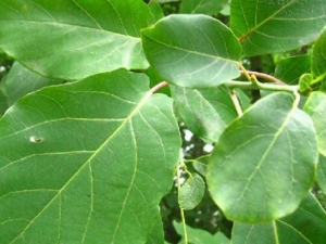 ��Ŀľ���ӵĹ�Ч������ ��Ŀľ���ӵ�ҩ������