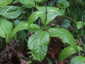 �����ݵĹ�Ч������ �����ݵĸ�������