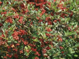 �𼬵Ĺ�Ч������ �𼬵��÷�����