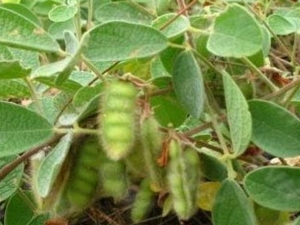 ���ݳ涹�Ĺ�Ч������ ���ݳ涹���÷�����