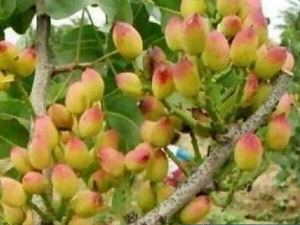 �����ӵĹ�Ч������ �����ӵĸ�������