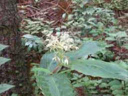 ���Ľ�_���Ľ�Ĺ�Ч|�÷�����