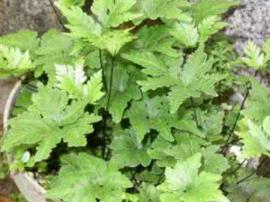 ����ާ_����ާ�Ĺ�Ч|�÷�����