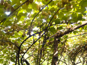 ��ɽ��_��ɽ��Ĺ�Ч����|�÷�����