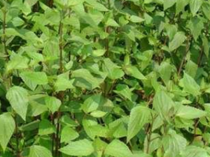 ��ͷ��_��ͷ�ݵĹ�Ч����|�÷�����