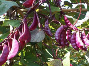 �ڴ󶹻�_�ڴ󶹻��Ĺ�Ч|��������