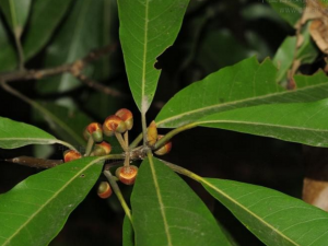 �ڿ��_�ڿ�骵Ĺ�Ч|��������