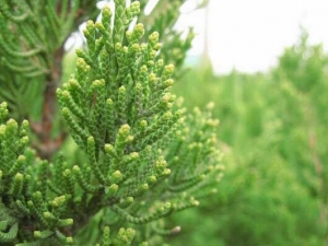 ����ݵĹ�Ч�����ü�����