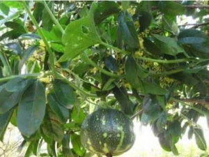 �����鷿��ʲô�� ����������ʲô��