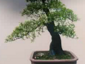 ������_�����ӵĹ�Ч����|�÷�����