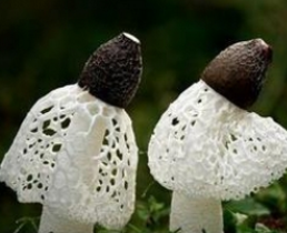 ���鹽_���鹽�Ĺ�Ч����|�÷�����