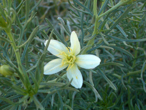 ����������Ѫ���� ��ҽ���������