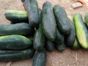 ��Ƥ��ľ��_��Ƥ��ľ��Ĺ�Ч|�÷�����